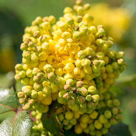 Flowers spring Mahonia aquifolium in the gardenの写真素材
