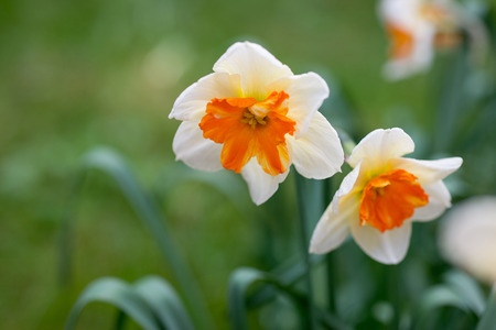 flowers daffodilsの写真素材