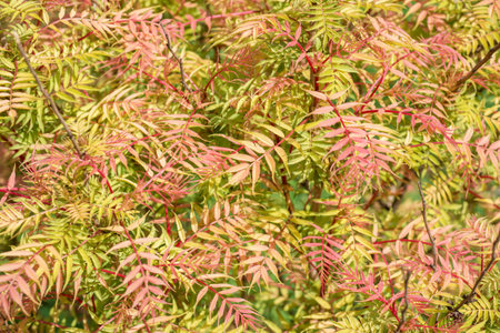 Shrub Sorbaria sorbifoliaの写真素材