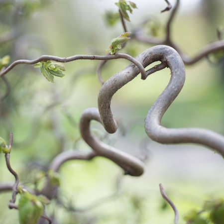 Corylus avellana, Contorta. Soft focusの写真素材