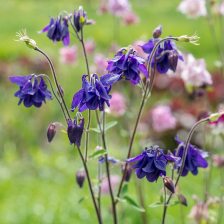 Aquilegia flowers blueの写真素材
