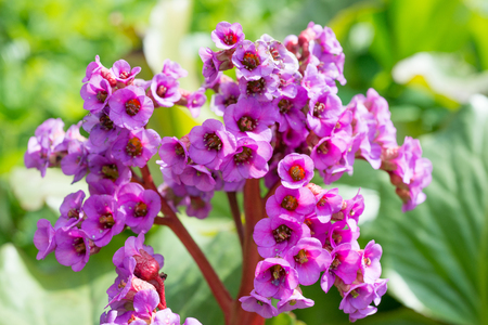 Flower Bergenia crassifoliaの写真素材