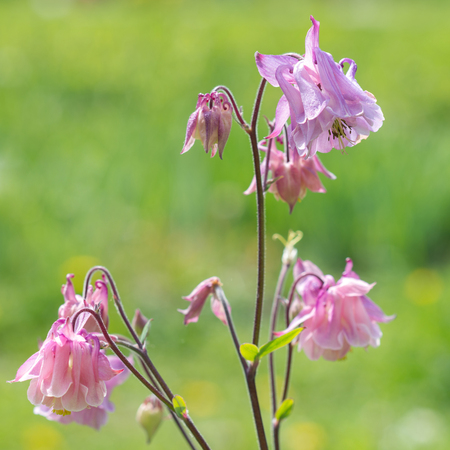 Aquilegia flowersの写真素材