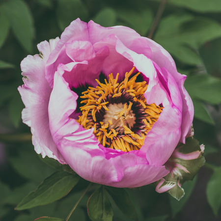 Paeonia suffruticosa pink flowerの写真素材