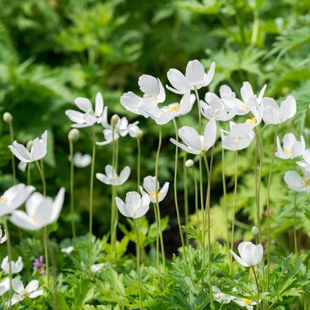 Anemones white flowersの写真素材