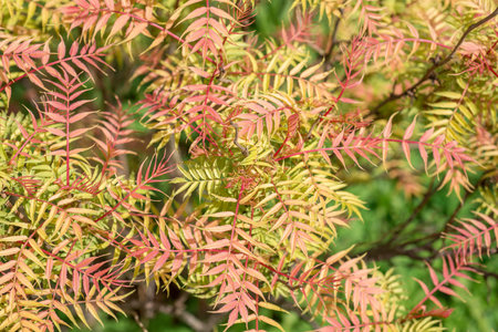 Shrub Sorbaria sorbifoliaの写真素材