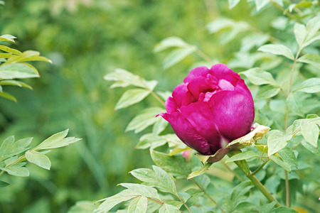 Paeonia suffruticosa Flower pink closeupの写真素材