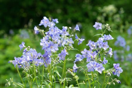 Flowers Polemonium caucasicum in natureの写真素材