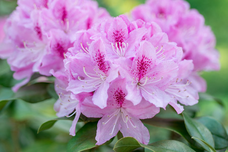 Flower Pink Rhododendronの写真素材