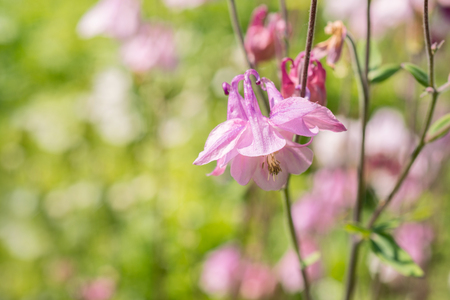 Aquilegia flowersの写真素材