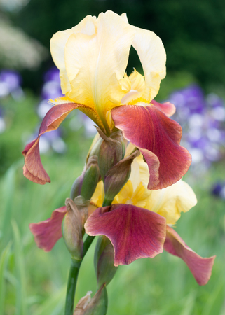 Flowers irises in the gardenの写真素材