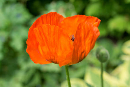 poppy flowerの写真素材