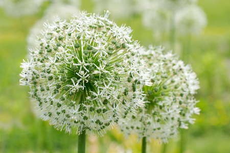 Flower Allium rotundumの写真素材