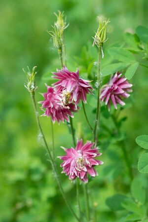 Aquilegia flowersの写真素材