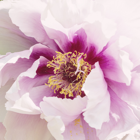 Paeonia suffruticosa Flower pink close-upの写真素材