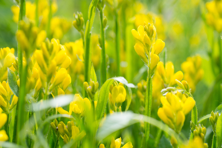 Flowers Genista tinctoriaの写真素材