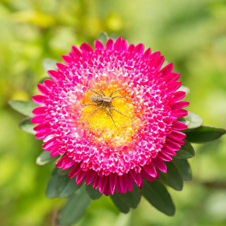 Pink aster flower with spiderの写真素材