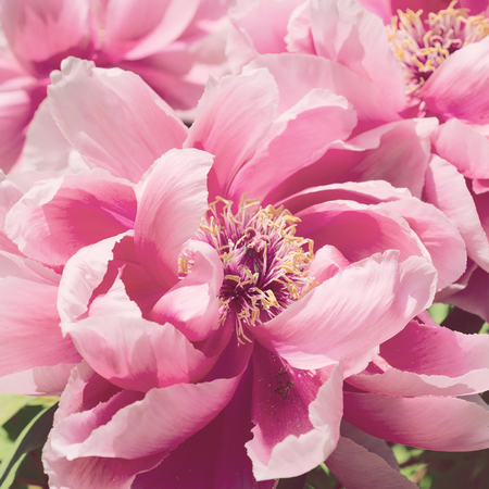 Paeonia suffruticosa Flower pink close-upの写真素材