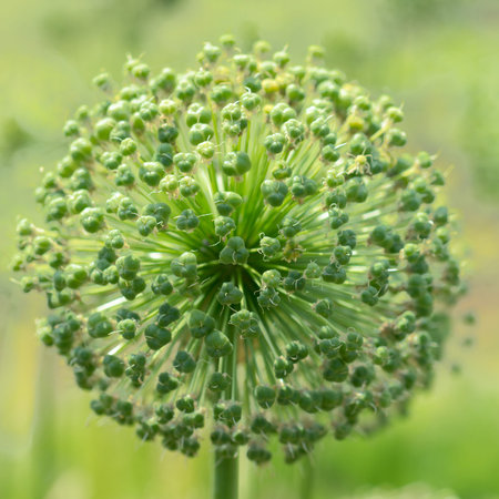Flower Allium nutans white. Onionsの写真素材