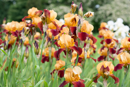 Flowers irises in the gardenの写真素材
