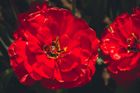 Flowers red tulipsの写真素材