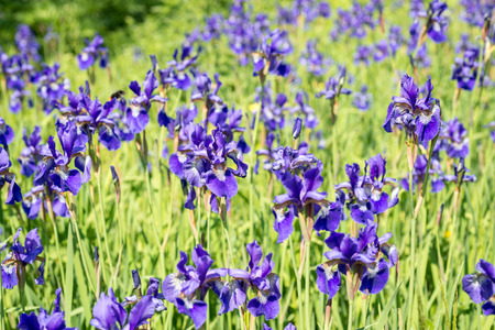 Flower blue irisesの写真素材