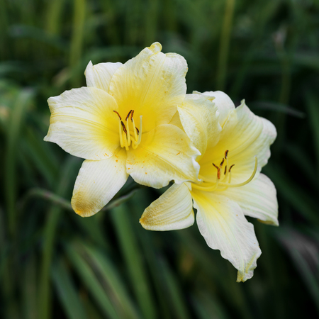 Flower yellow lilyの写真素材