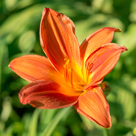 Lily flower close-upの写真素材