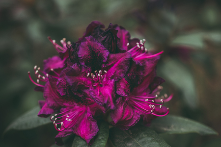 Vinous Rhododendron closeupの写真素材