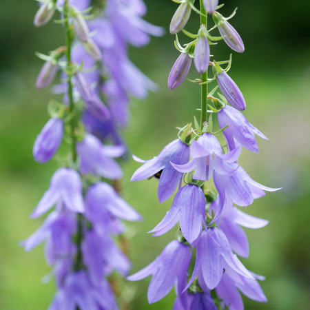 Flowers blue bells. Campanula in the Gardenの写真素材