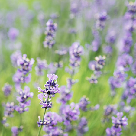 lavender flowersの写真素材