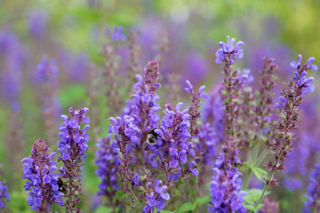 Salvia nemorosa flowers blooming in a fieldの写真素材
