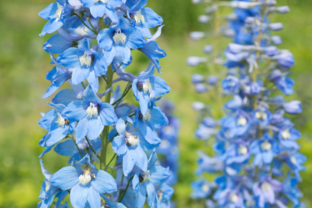Blue delphinium flower in natureの写真素材