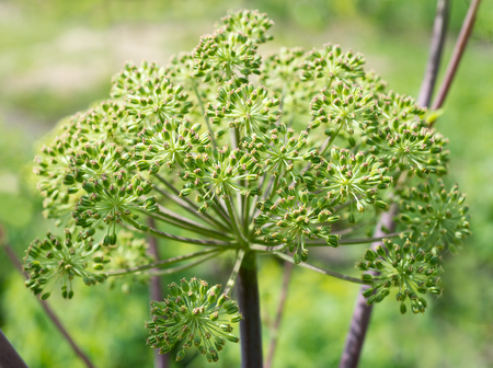 Heracleum stevenii flower in natureの写真素材