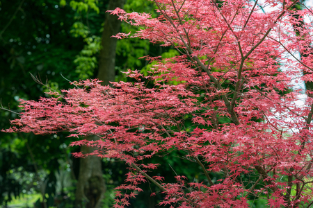 Maple tree Acer palmatumの写真素材