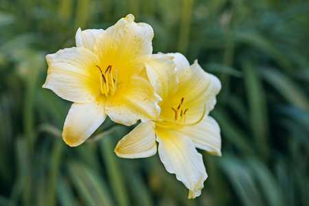 Flower yellow lilyの写真素材