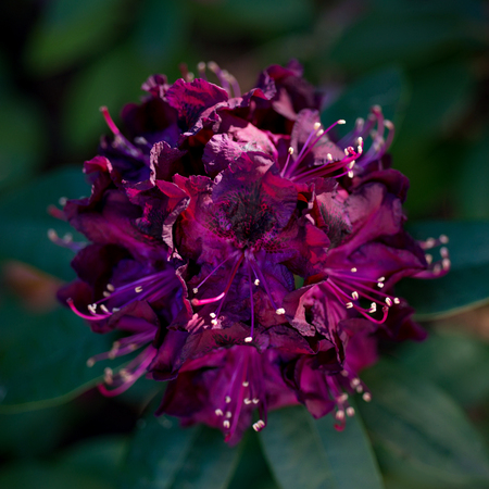 Vinous Rhododendron closeupの写真素材