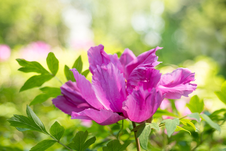 Paeonia suffruticosa Flower pinkの写真素材