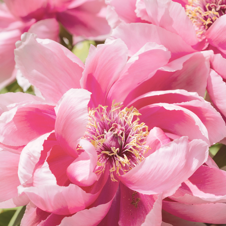 Paeonia suffruticosa Flower pink close-upの写真素材