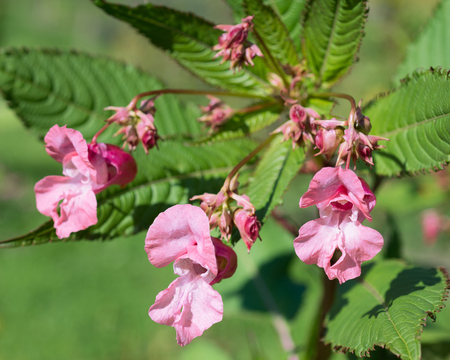 Flower Impatiens glanduliferaの写真素材