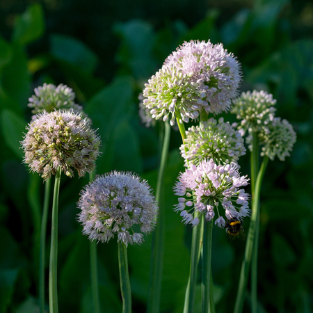 Flower Allium nutans white. Onionsの写真素材