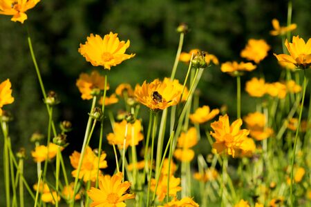 Flowers yellow Heliopsis in the Gardenの写真素材