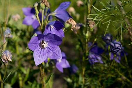 Flower platykodonの写真素材