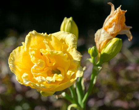 Lily flower close-upの写真素材