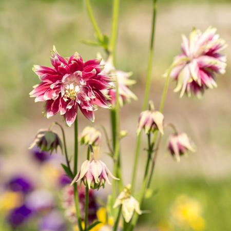 Aquilegia flowersの写真素材