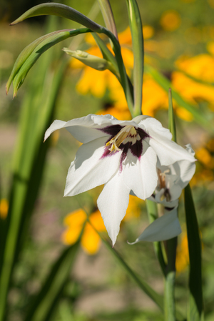 Flowers Acidanthera bicolorの写真素材