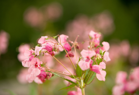 Flower Impatiens glanduliferaの写真素材