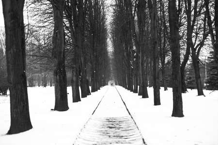 Road between the tree alley in winterの写真素材