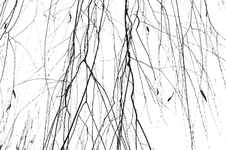 Dry tree branches on a white backgroundの写真素材