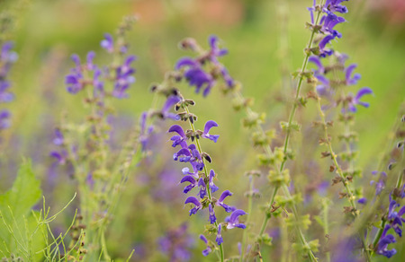 Nepeta grandiflora flowerの写真素材